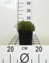 Planten Marsilea quadrifolia   pot 11x11 cm