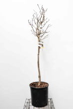 Planten Magnolia stellata   pot 18L   halfstam boom