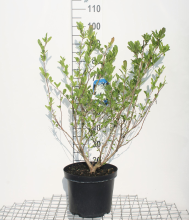 Planten Magnolia stellata   pot 12L   80 100 cm