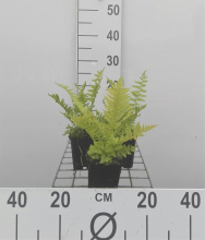 Planten Matteuccia struthiopteris   pot 9x9 cm  