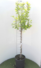Planten Magnolia 'Susan'   pot 18L   halfstam boom