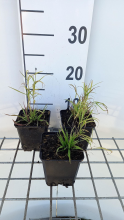 Planten Melica altissima 'Atropurpurea'   pot 9x9 cm
