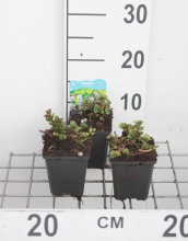 Planten Mentha aquatica   pot 9x9 cm (Munt 'Watermunt')  