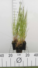 Planten Melica ciliata   pot 9x9 cm  