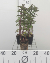Planten Pepermunt   pot 9x9 cm (Mentha x piperita)  