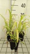 Planten Milium effusum 'Aureum'   pot 9x9 cm