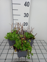 Planten Mimulus luteus   pot 9x9 cm
