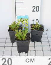 Planten Mimulus ringens   pot 9x9 cm