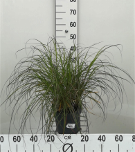 Planten Miscanthus sinensis 'Adagio'   pot 3L  