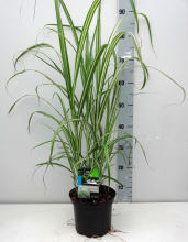 Planten Miscanthus sinensis 'Cabaret'   pot 3L  
