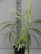 Planten Miscanthus sinensis 'Cosmopolitan'   pot 3L