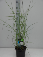 Planten Miscanthus sinensis 'Flamingo'   pot 3L  