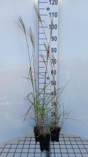 Planten Miscanthus sinensis 'Ferner Osten'   pot 9x9 cm