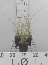 Planten Miscanthus sinensis 'Kleine Fontäne'   pot 9x9 cm