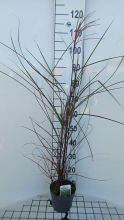 Planten Miscanthus sinensis 'Kleine Fontäne'   pot 3L