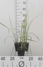 Planten Miscanthus sinensis 'Malepartus'   pot 9x9 cm  