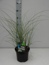 Planten Miscanthus sinensis 'Morning Light'   pot 3L