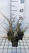 Planten Miscanthus sinensis 'Pünktchen'   pot 9x9 cm  