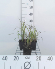 Planten Miscanthus 'Purpurascens'   pot 9x9 cm
