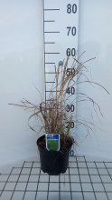 Planten Miscanthus 'Purpurascens'   pot 3L