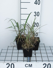 Planten Miscanthus sinensis 'Red Chief'   Prachtriet   pot 9x9 cm  