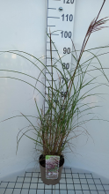 Planten Miscanthus sinensis 'Red Chief'   pot 3L  