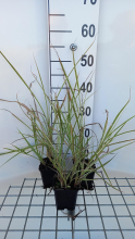 Planten Miscanthus sinensis 'Variegatus'   pot 9x9 cm  