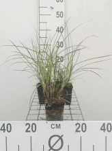 Planten Miscanthus sinensis 'Yaku Jima'   pot 9x9 cm  