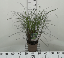Planten Miscanthus sinensis 'Yaku Jima'   pot 3L  
