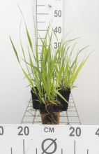 Planten Molinia arundinacea 'Karl Foerster'   pot 9x9 cm