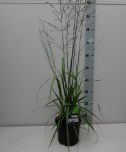 Planten Molinia arundinacea 'Karl Foerster'   pot 3L