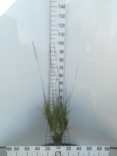 Planten Molinia arundinacea   pot 9x9 cm