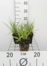 Planten Molinia caerulea 'Edith Dudszus'   pot 9x9 cm  