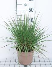 Planten Molinia caerulea 'Edith Dudszus'   pot 3L