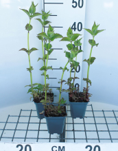 Planten Monarda 'Cambridge Scarlet'   pot 9x9 cm (Bergamotplant)  