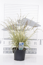 Planten Molinia caerulea 'Variegata'   pot 3L
