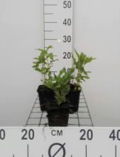 Planten Monarda 'Schneewittchen'   pot 9x9 cm