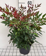 Planten Nandina domestica 'Seika' (Obsessed)   pot   25 30 cm  