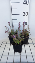 Planten Nepeta 'Cat's Pajamas'   pot 9x9 cm  