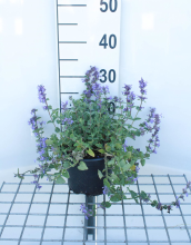 Planten Nepeta x faassenii   pot 2L  