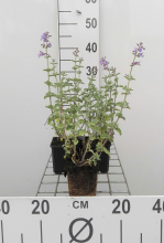 Planten Nepeta 'Six Hills Giant'   pot 9x9 cm  