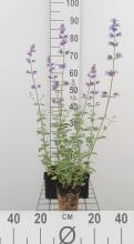 Planten Nepeta 'Walker's Low'   pot 9x9 cm