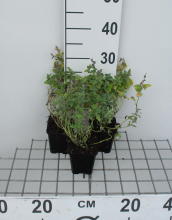 Planten Nepeta mussinii   pot 9x9 cm