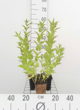 Planten Nepeta sibirica   pot 9x9 cm