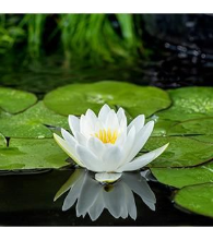 Planten Nymphaea alba   pot 3L  