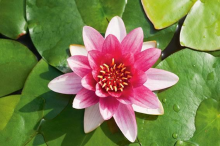Planten Nymphaea 'Attraction'   pot 3L
