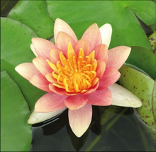 Planten Nymphaea 'Aurora'   pot 11x11 cm