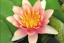 Planten Nymphaea 'Aurora'   pot 3L