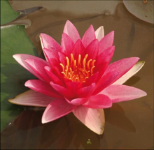 Planten Nymphaea 'Charles de Meurville'   pot 11x11 cm