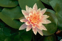 Planten Nymphaea 'Colorado'   pot 3L